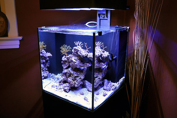 DSC_0121 - Ecoxotic Reef Progress - 2-12-2011 Ecoxotic Reef Progress - 2-12-2011