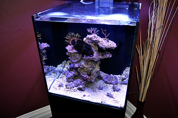 ecoxotic 25 gallon led