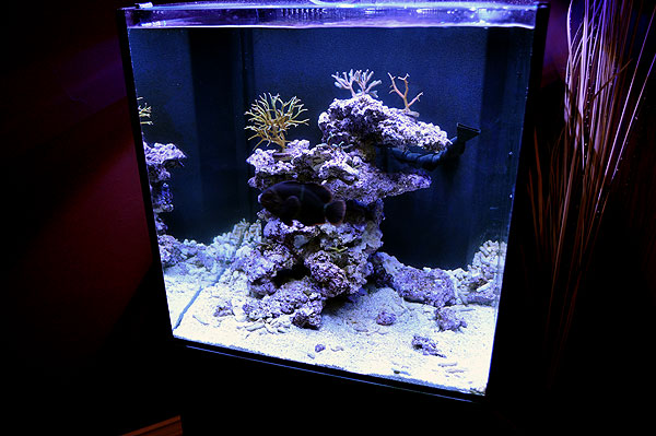 DSC_0146 - Ecoxotic Reef Progress - 2-12-2011 Ecoxotic Reef Progress - 2-12-2011
