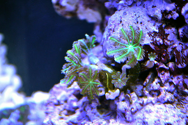 DSC_0243 - Incredible Hulk Clove Polyps from Cosmic Aquatics - 2-12-2011 Incredible Hulk Clove Polyps from Cosmic Aquatics - 2-12-201