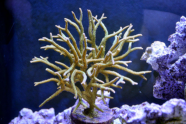 DSC_0246 - Green/Pink/Purple Birdsnest Colony from Cosmic Aquatics - 2-12-2011 Green/Pink/Purple Birdsnest Colony from Cosmic Aquatics - 2-12-2011