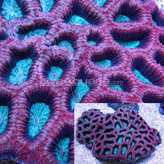 lg-020111-229a Goniastrea palauensis, Aussie Prism Closed Brian Coral - copyright 2011 LiveAquaria.com