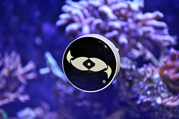 DSC_1340_fishies_mag