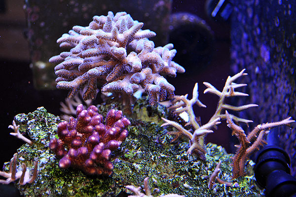 DSC_1353_birdsnest_grouping