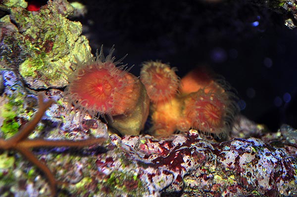 DSC_1371_Balano_600w