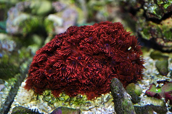 DSC_1378_ORA_Red_Goni_600w