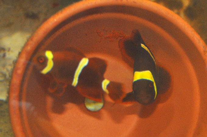 DSC_0709 Parents of Mike Hoang's unusual maroon clown babies - image courtesy Mike Hoang