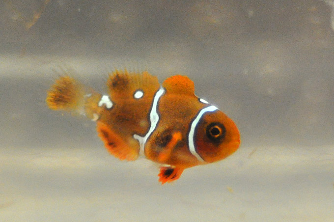 DSC_0743 Mike Hoang's Maroon Clownfish, a specimen showing hints of complex patterning - image courtesy Mike Hoang