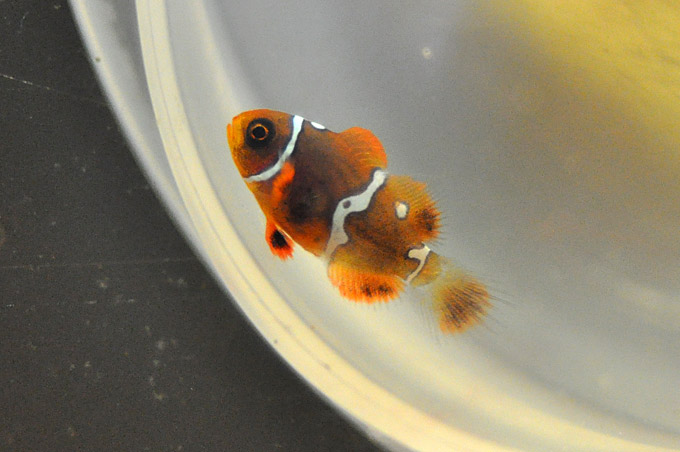 DSC_0772 Mike Hoang's Maroon Clownfish, a specimen showing hints of complex patterning - image courtesy Mike Hoang