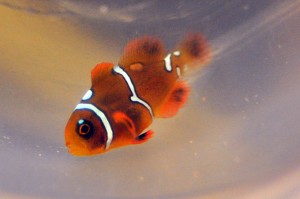 DSC_0917a Mike Hoang's Maroon Clownfish, a specimen with a "Pearl Eye" - image courtesy Mike Hoang