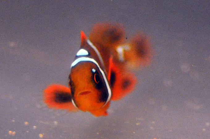 DSC_0925a Mike Hoang's Maroon Clownfish, a specimen with a "Pearl Eye" - image courtesy Mike Hoang