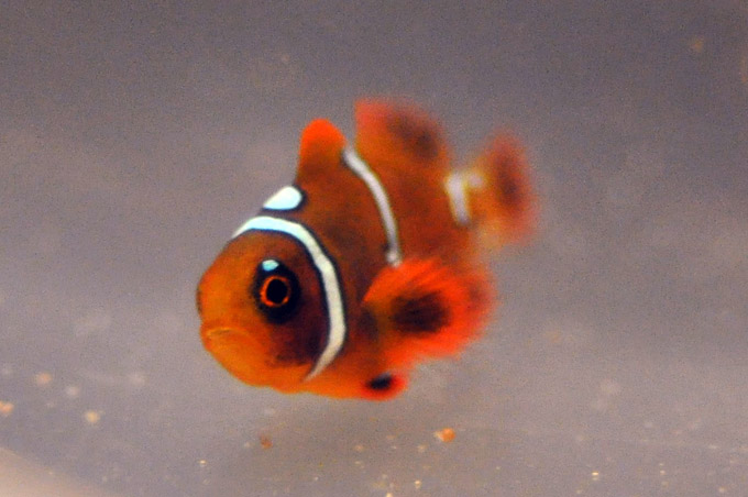 DSC_0933a Mike Hoang's Maroon Clownfish, a specimen with a "Pearl Eye" - image courtesy Mike Hoang