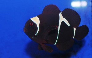 Goldflake Goldflake Maroon Clownfish - courtesy Sustainable Aquatics