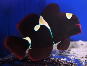 Goldflake2 Goldflake Maroon Clownfish - courtesy Sustainable Aquatics
