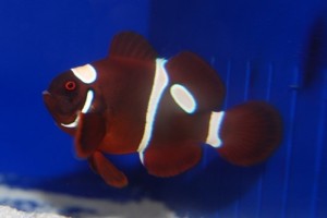 Goldflake4 Goldflake Maroon Clownfish - courtesy Sustainable Aquatics
