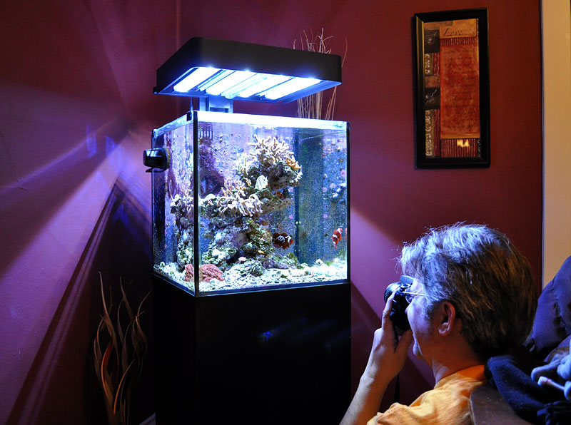 Marc Levenson, photographing the Lightning Maroon Clownfish.