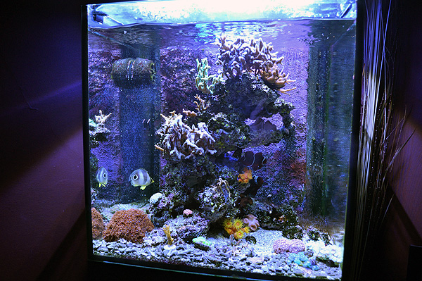 DSC_0489_retouch Full Tank Shot - 3/26/2012