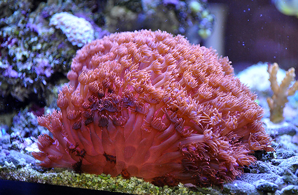DSC_0540_retouch Out of control ORA Red Goniopora