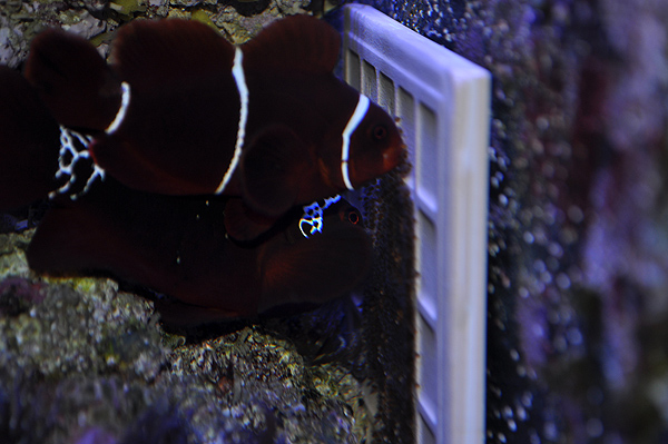 DSC_0389_600w Lightning Maroon Clownfish fostering Percula Eggs in a "Double Down" scenario to encourage the pair to spawn.