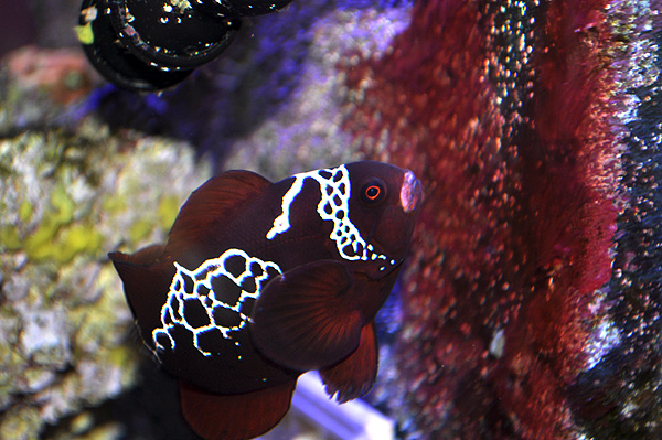 DSC_0667_600w