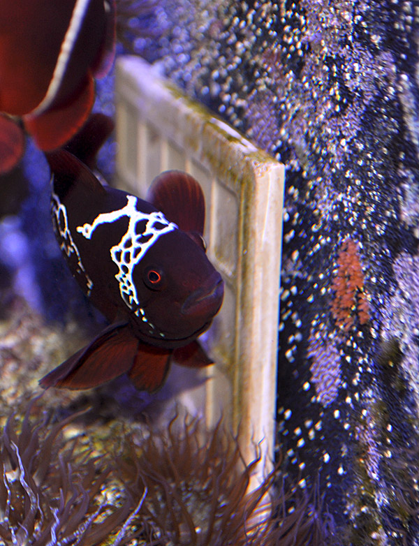 Lightning Maroon Clownfish with her first eggs spawned.