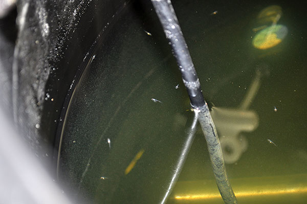 Larval offspring from the Lightning Maroon Clownfish nearing settlement.