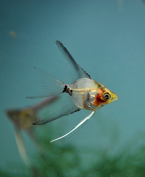 Blushing Angelfish