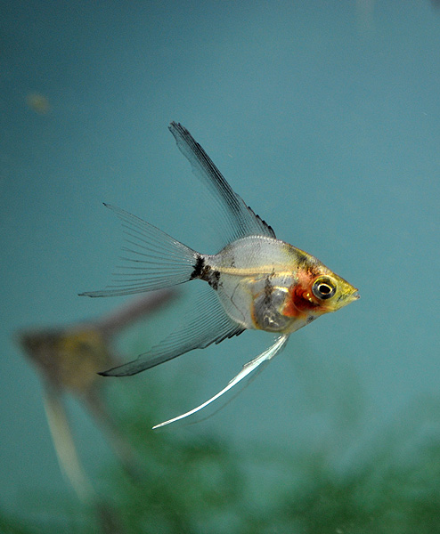 DSC_0310_cvpoff_blushing Blushing Angelfish