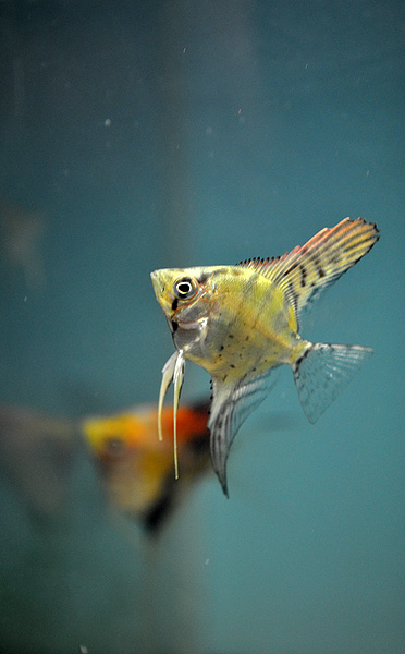A Zebra Angelfish