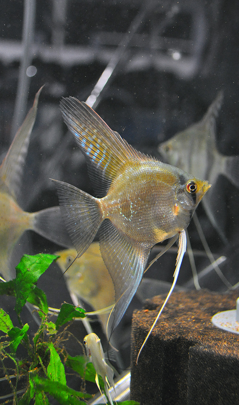 DSC_0600_800w A single dose stripeless angelfish, (S/+), aka. a "Ghost". You can see a "Silver" (wild type, standard barred) Angelfish in the backround at right for comparision.