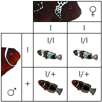 lightning_punnet_template_recessive_hetdad Recessive Lightning to Wild heterozygous Mate = 50% Lightnings.