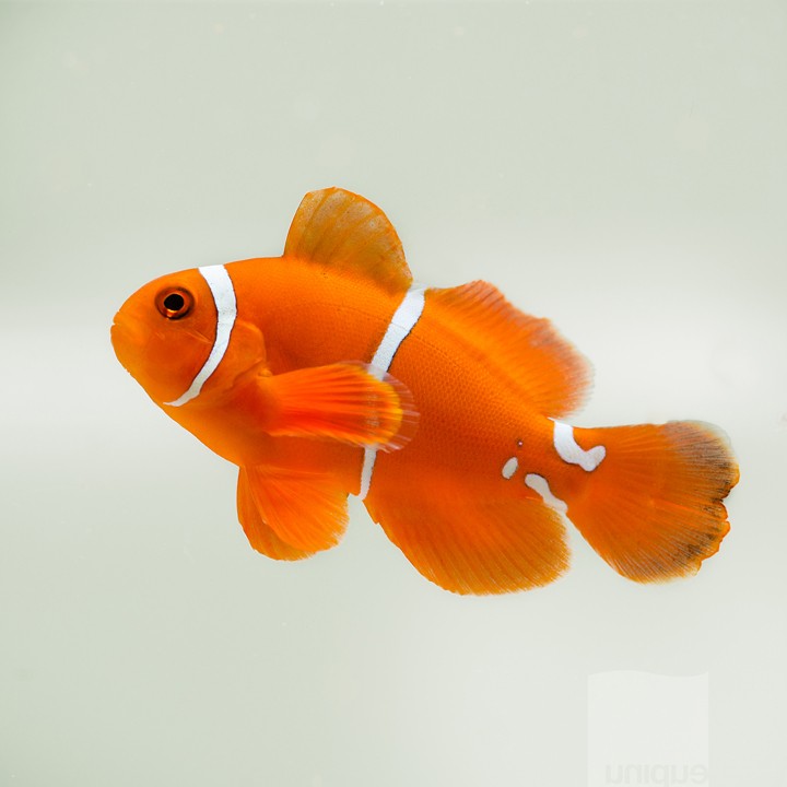 WYSIWYG Unquie PNG White Stripe Maroon Clownfish from UniqueCorals.com - $395