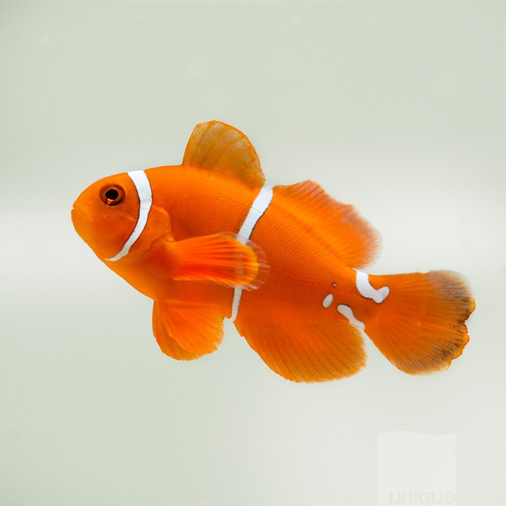 awesome-maroon-clown WYSIWYG Unquie PNG White Stripe Maroon Clownfish from UniqueCorals.com - $395