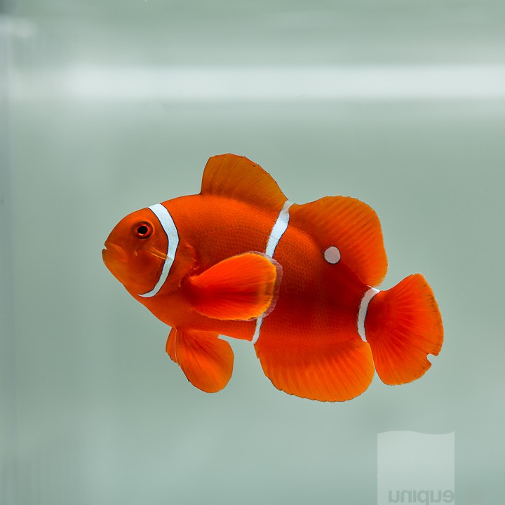 WYSIWYG Misbar PNG White Stripe Maroon Clownfish from UniqueCorals.com - $149