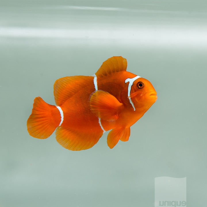 WYSIWYG Horned PNG White Stripe Maroon Clownfish from UniqueCorals.com - $200