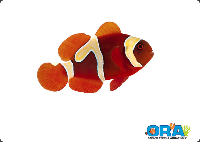 goldflake4_lg ORA's Goldflake Maroon Clownfish