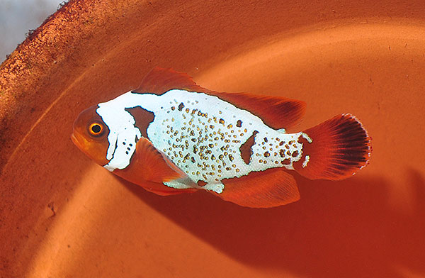 DSC_0076_600w Lightning Maroon Clownfish - Copyright Matt Pedersen 2012