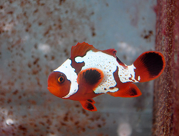 DSC_0084_600w Lightning Maroon Clownfish - Copyright Matt Pedersen 2012