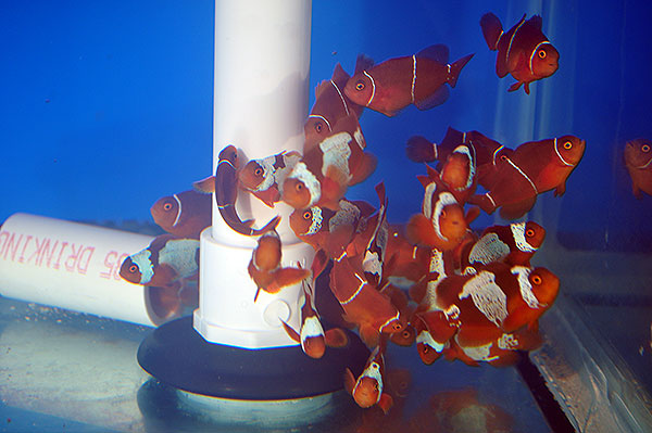 DSC_0087_600w Lightning Maroon Clownfish - Copyright Matt Pedersen 2012
