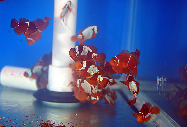 DSC_0091_600w Lightning Maroon Clownfish - Copyright Matt Pedersen 2012