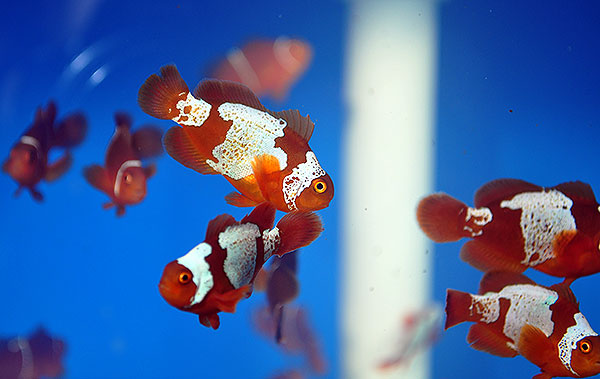 DSC_0094_600w Lightning Maroon Clownfish - Copyright Matt Pedersen 2012