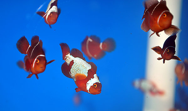 DSC_0096_600w Lightning Maroon Clownfish - Copyright Matt Pedersen 2012