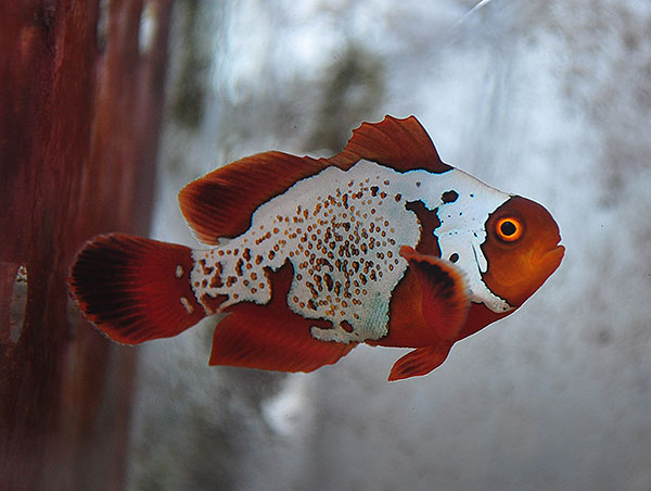 DSC_0112_600w Lightning Maroon Clownfish - Copyright Matt Pedersen 2012