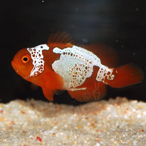 BZLM1 BZLM1 - the second released Lightning Maroon found a home tonight - image courtesy Blue Zoo Aquatics
