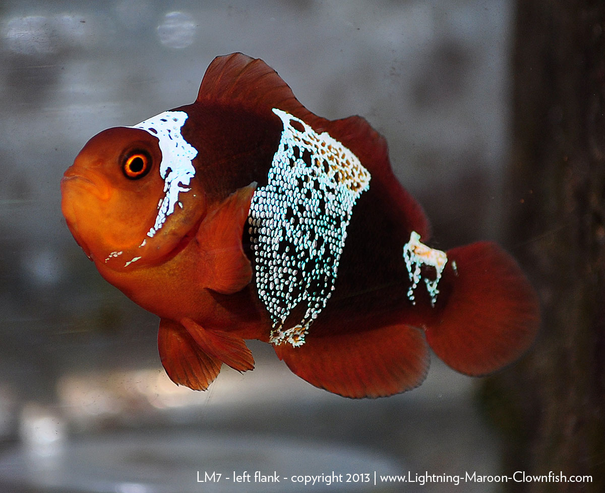 Maroon Clownfish | F1 Png Lightning Maroon Clownfish Lm7 The Lightning Project Maroon Clownfish | F1 Png Lightning Maroon Clownfish Lm7 The Lightning Project