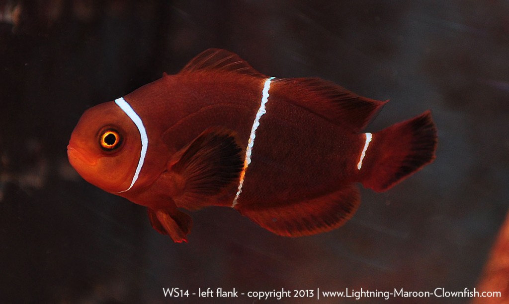 F1 PNG White Stripe Maroon Clownfish WS14