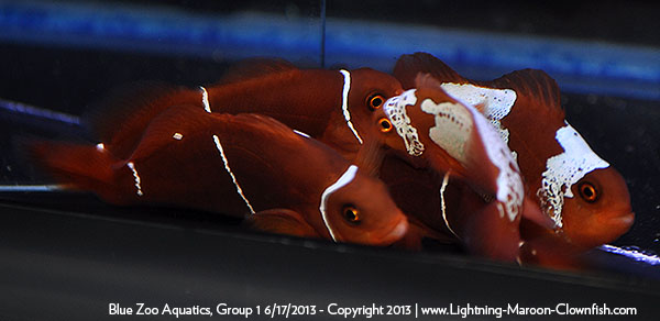 DSC_0392_600w Blue Zoo Aquatics Lightning Maroon Clownfish Shipment, Group 1, 6/17/2013