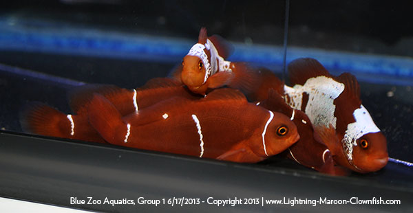 DSC_0396_600w Blue Zoo Aquatics Lightning Maroon Clownfish Shipment, Group 1, 6/17/2013