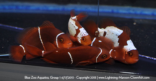 DSC_0399_600w Blue Zoo Aquatics Lightning Maroon Clownfish Shipment, Group 1, 6/17/2013