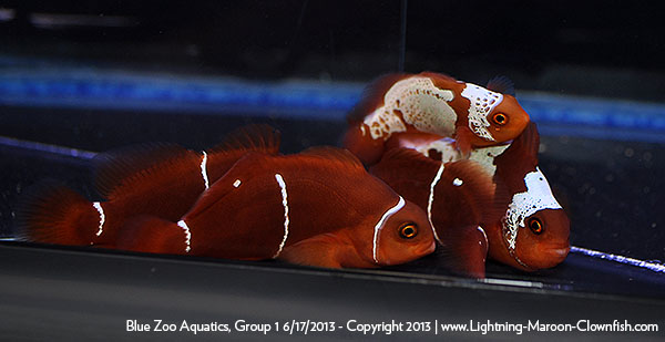 DSC_0400_600w Blue Zoo Aquatics Lightning Maroon Clownfish Shipment, Group 1, 6/17/2013